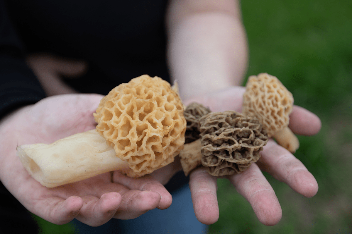 Get Ready for Morels: Your Ultimate Guide to Michigan’s Springtime Delicacy Get Ready for Morels: Your Ultimate Guide to Michigan’s Springtime Delicacy
