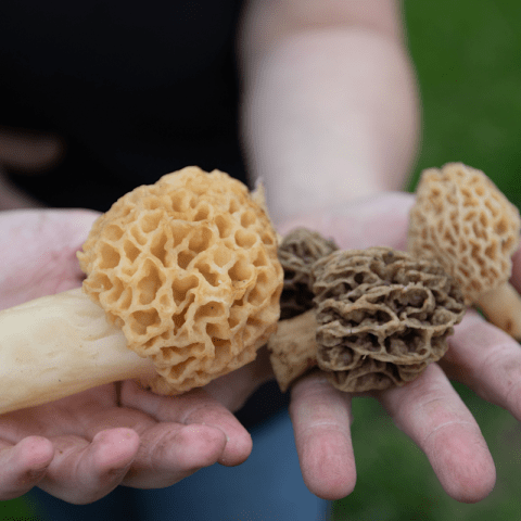 Get Ready for Morels: Your Ultimate Guide to Michigan’s Springtime Delicacy Get Ready for Morels: Your Ultimate Guide to Michigan’s Springtime Delicacy