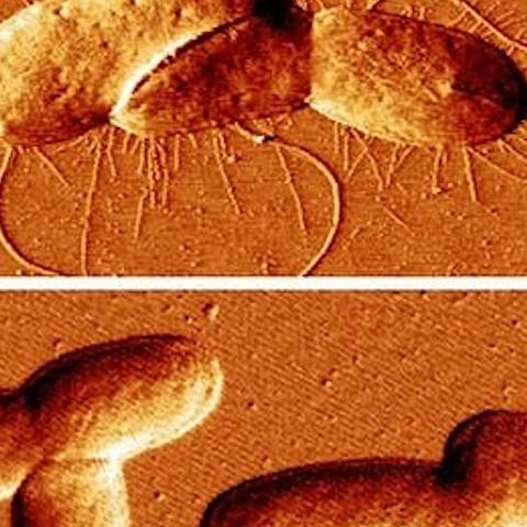 Revolutionary Molecular Discovery in Plants: How Scientists Uncover Solutions for Critical Medical Challenges Revolutionary Molecular Discovery in Plants: How Scientists Uncover Solutions for Critical Medical Challenges