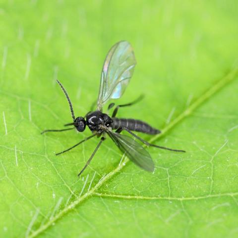 Learn How to Prevent Gnat Infestations: The Common Plant Mistake You Must Avoid! Learn How to Prevent Gnat Infestations: The Common Plant Mistake You Must Avoid!