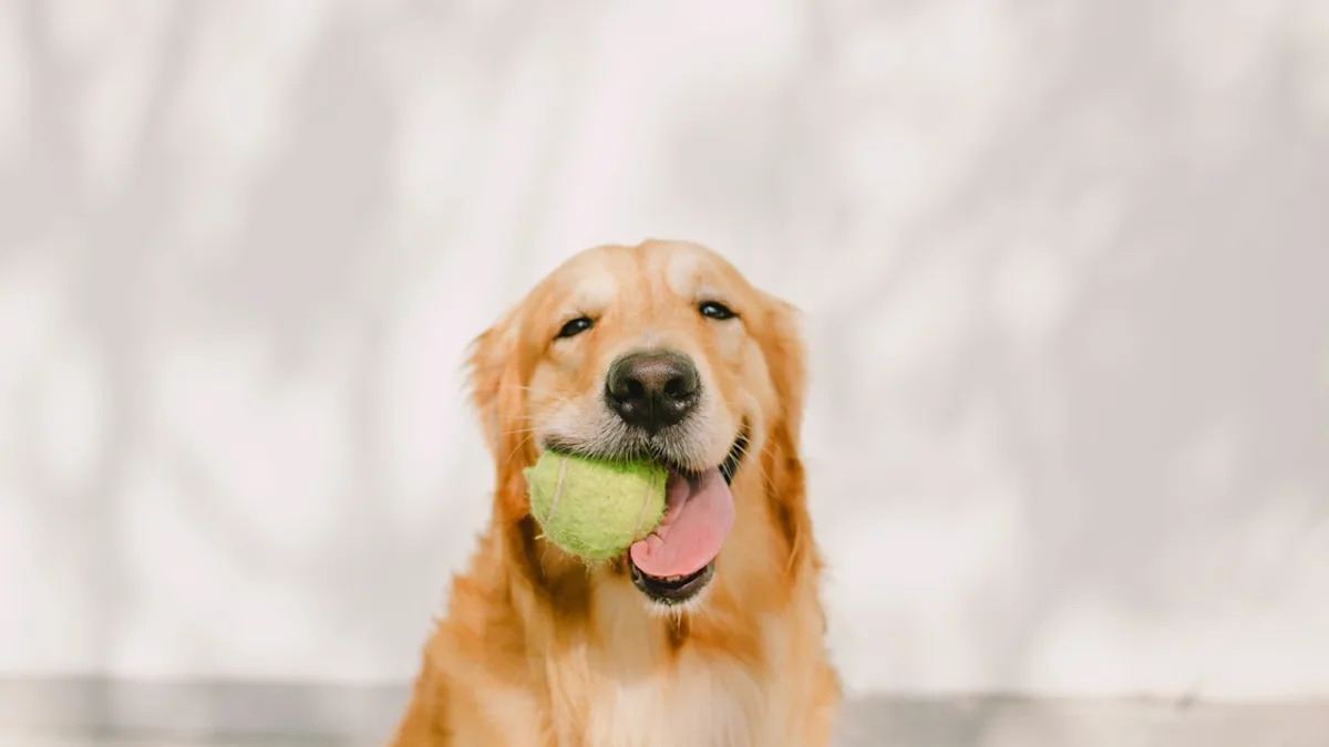 Heartwarming Moment: Golden Retriever Plays Ball with Statue and Captivates Hearts Heartwarming Moment: Golden Retriever Plays Ball with Statue and Captivates Hearts