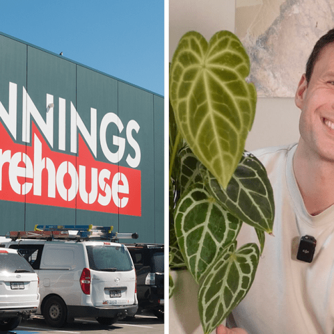 Save Your Plants with This  Bunnings Hack for Easy Watering While You Travel! Save Your Plants with This  Bunnings Hack for Easy Watering While You Travel!