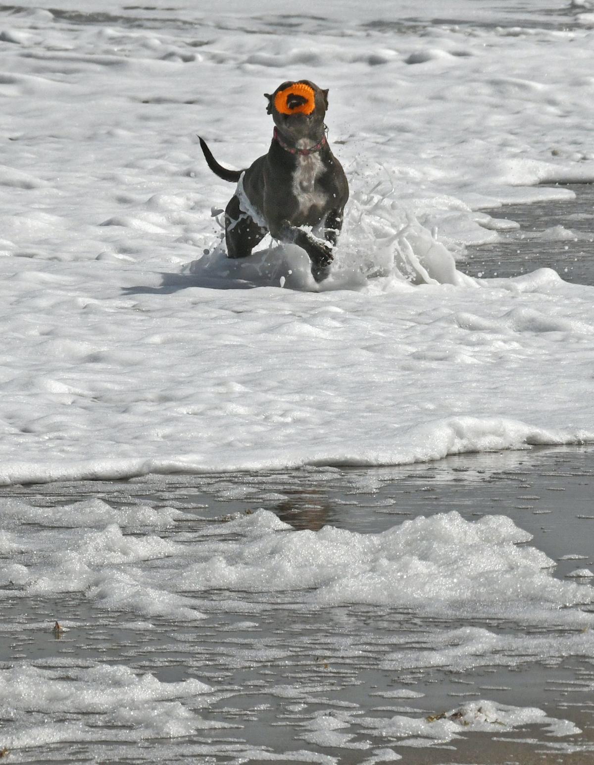 Discover Why this Brevard Beach is Florida’s Ultimate Dog-Friendly Destination and One of the Best in the U.S. Discover Why this Brevard Beach is Florida’s Ultimate Dog-Friendly Destination and One of the Best in the U.S.