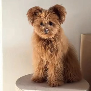 Meet the Adorable Teddy Bear Pomeranian-Poodle Mix – Your New Favorite Fluffy Companion! Meet the Adorable Teddy Bear Pomeranian-Poodle Mix – Your New Favorite Fluffy Companion!