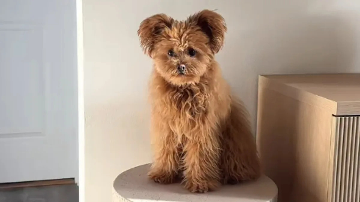 Meet the Adorable Teddy Bear Pomeranian-Poodle Mix – Your New Favorite Fluffy Companion! Meet the Adorable Teddy Bear Pomeranian-Poodle Mix – Your New Favorite Fluffy Companion!