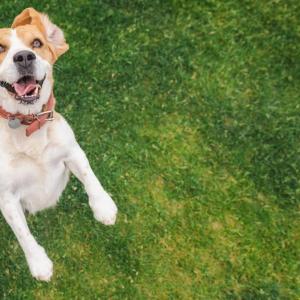 Transform Your Backyard: The Ultimate Pet-Friendly Design Solution for Outdoor Living Transform Your Backyard: The Ultimate Pet-Friendly Design Solution for Outdoor Living