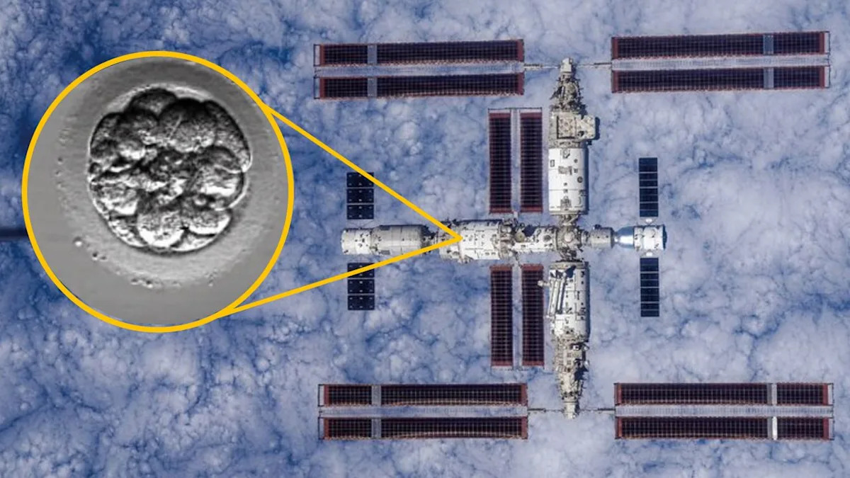 China’s Bold Space Mission: Launching ‘Human-Like Artificial Embryos’ to Explore Off-World Reproduction Possibilities China’s Bold Space Mission: Launching ‘Human-Like Artificial Embryos’ to Explore Off-World Reproduction Possibilities
