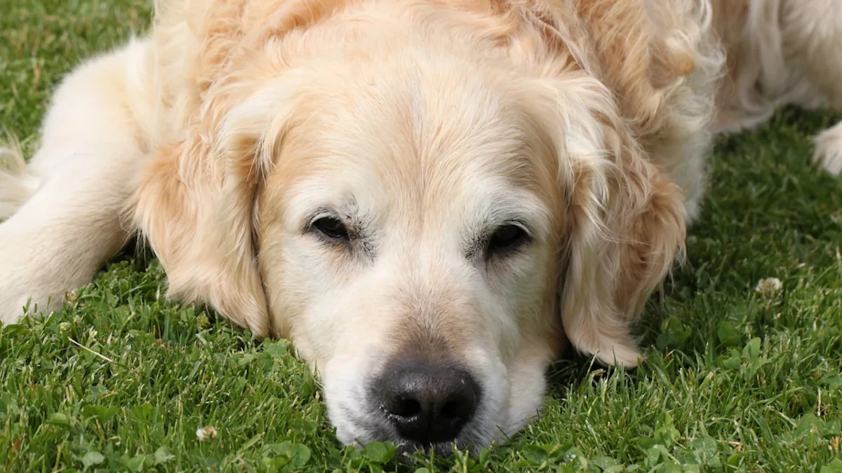 Watch This Hilarious Senior Golden Retriever Take a Stand Against His New Diet! Watch This Hilarious Senior Golden Retriever Take a Stand Against His New Diet!
