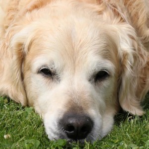 Watch This Hilarious Senior Golden Retriever Take a Stand Against His New Diet! Watch This Hilarious Senior Golden Retriever Take a Stand Against His New Diet!