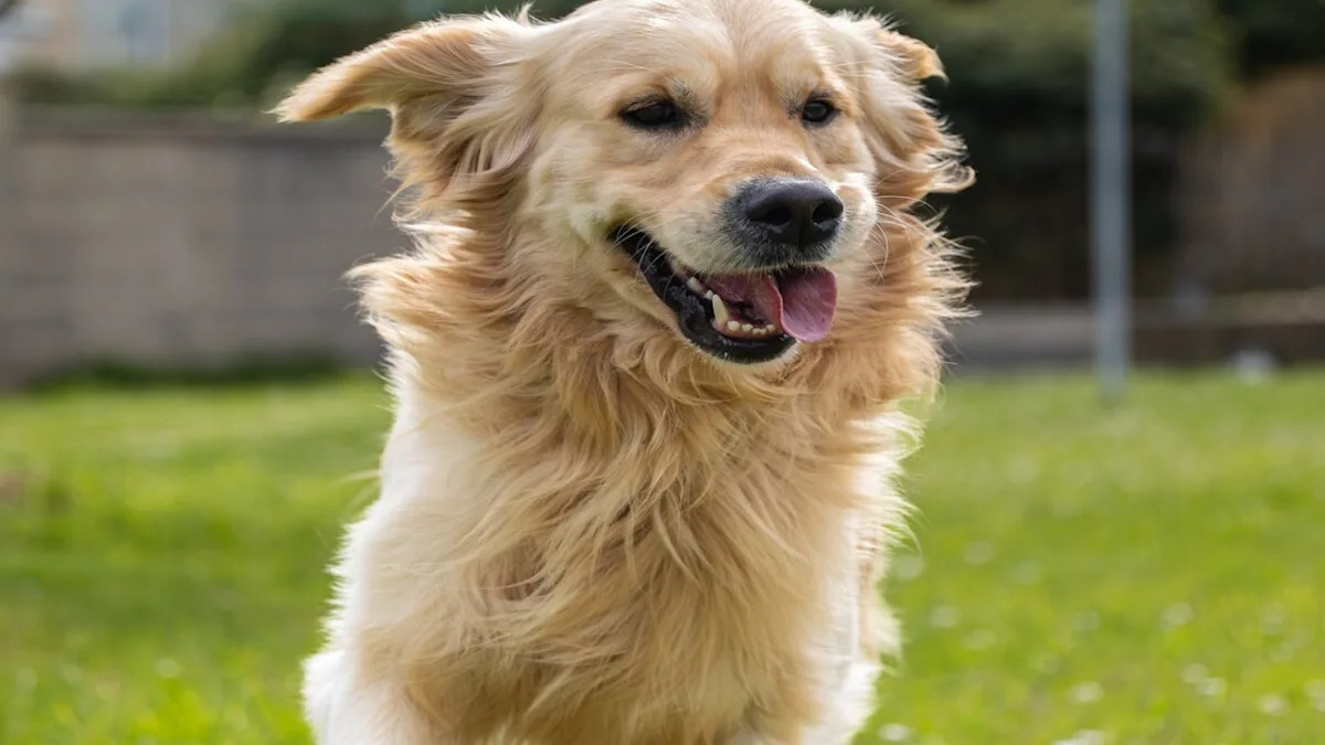 Epic Golden Retriever ‘Olympic Games’ Will Have You Laughing Out Loud! Epic Golden Retriever ‘Olympic Games’ Will Have You Laughing Out Loud!