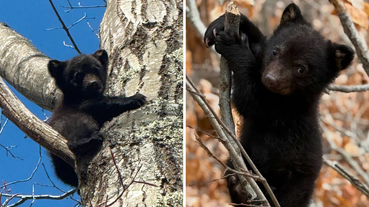 Meet Hiro: The Adorable Orphaned Baby Bear Captivating the Internet—Is He the New Punch the Monkey? Meet Hiro: The Adorable Orphaned Baby Bear Captivating the Internet—Is He the New Punch the Monkey?