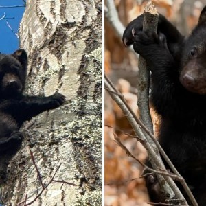 Meet Hiro: The Adorable Orphaned Baby Bear Captivating the Internet—Is He the New Punch the Monkey? Meet Hiro: The Adorable Orphaned Baby Bear Captivating the Internet—Is He the New Punch the Monkey?