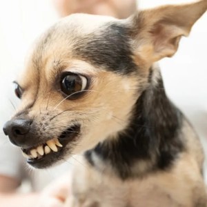 Chihuahua Defends Her Territory: Watch This Fierce Pup Teach a Lesson to an Overzealous Human! Chihuahua Defends Her Territory: Watch This Fierce Pup Teach a Lesson to an Overzealous Human!