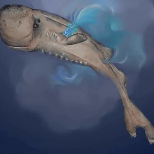 Discover the Fascinating American Pocket Shark: A Tiny, Bioluminescent Marvel from the Gulf Discover the Fascinating American Pocket Shark: A Tiny, Bioluminescent Marvel from the Gulf