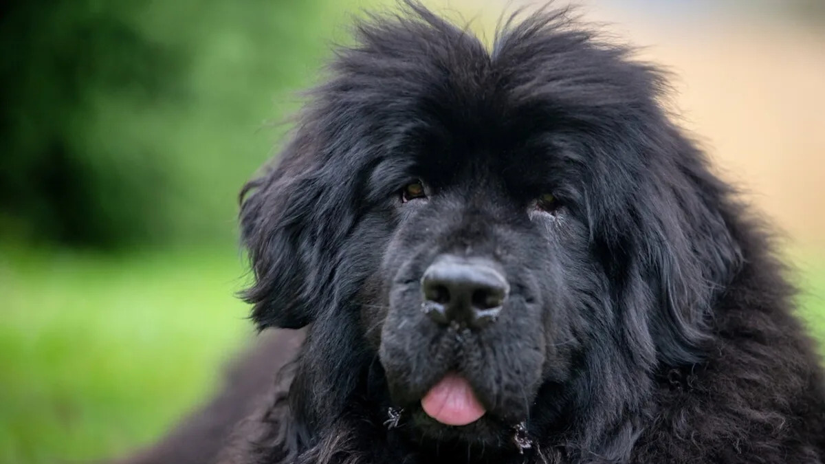 Watch These Giant Bernese Mountain Dog and Newfoundland Master the Elevator Like Experts! Watch These Giant Bernese Mountain Dog and Newfoundland Master the Elevator Like Experts!