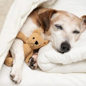 Watch the Heartwarming Moment an Adopted Deaf Dog Wakes Up in His Forever Home for the First Time! Watch the Heartwarming Moment an Adopted Deaf Dog Wakes Up in His Forever Home for the First Time!