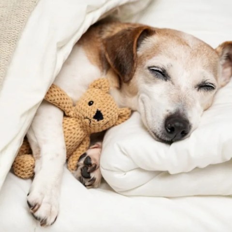 Watch the Heartwarming Moment an Adopted Deaf Dog Wakes Up in His Forever Home for the First Time! Watch the Heartwarming Moment an Adopted Deaf Dog Wakes Up in His Forever Home for the First Time!