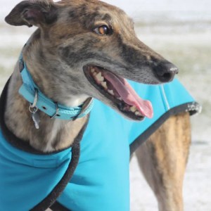 Unleashed Power: Watch These Dogs Sprint with Jaw-Dropping Speed! Unleashed Power: Watch These Dogs Sprint with Jaw-Dropping Speed!