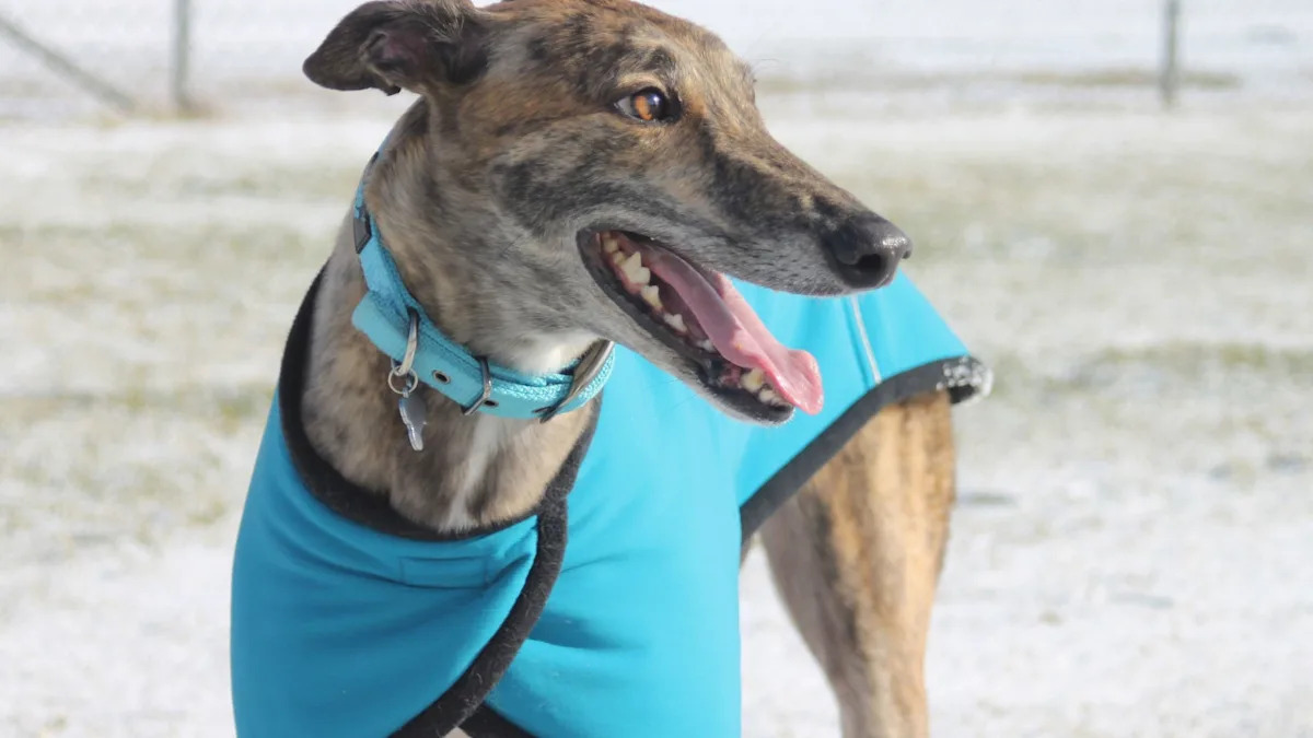 Unleashed Power: Watch These Dogs Sprint with Jaw-Dropping Speed! Unleashed Power: Watch These Dogs Sprint with Jaw-Dropping Speed!