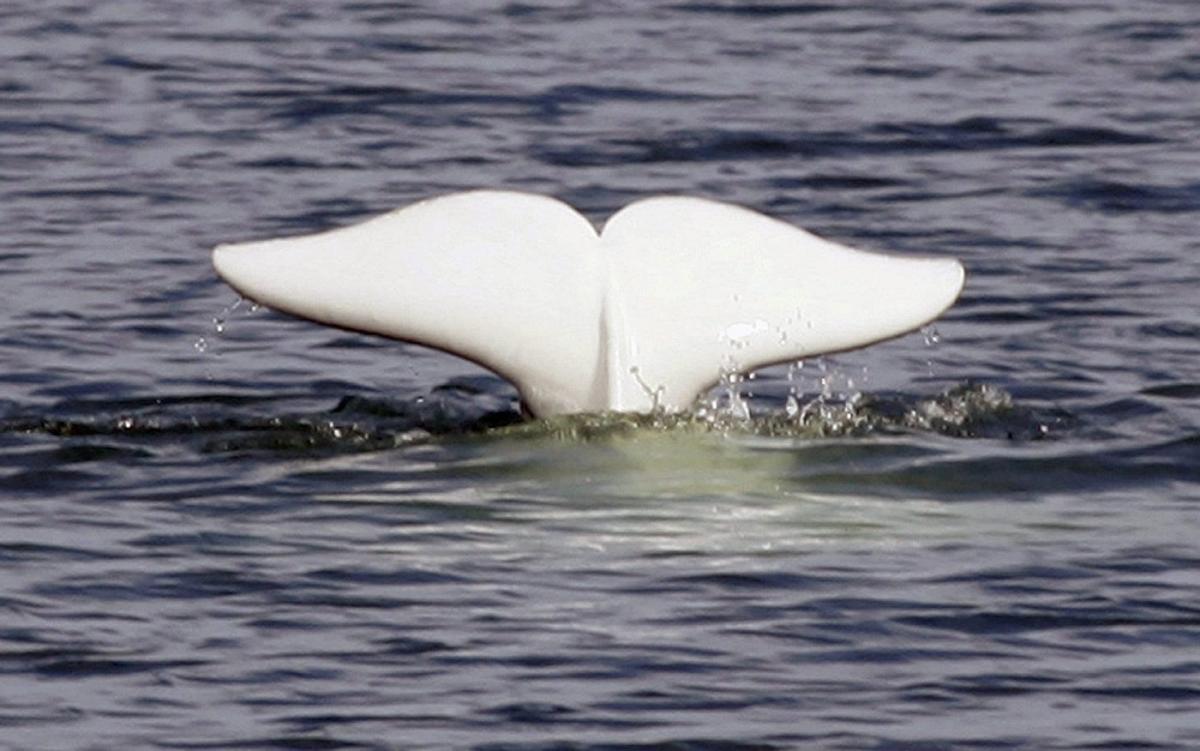 Unlocking Nature’s Secrets: Why Saving Endangered Species Is Easier Than You Think, According to Leading Research Unlocking Nature’s Secrets: Why Saving Endangered Species Is Easier Than You Think, According to Leading Research