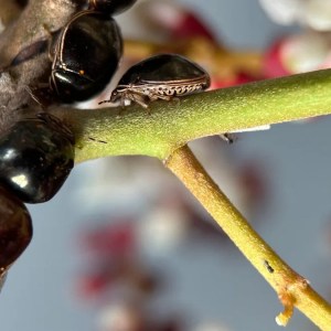 Warning: Scientists Uncover Alarming Shift in Harmful Insect Behavior—What It Means for Our Ecosystems Warning: Scientists Uncover Alarming Shift in Harmful Insect Behavior—What It Means for Our Ecosystems