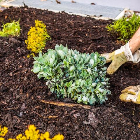 Unlock the Benefits: Layering Gravel Under Mulch for a Thriving Garden Unlock the Benefits: Layering Gravel Under Mulch for a Thriving Garden