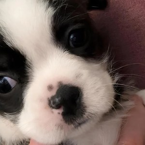 Watch This Adorable Tiny Puppy’s Post-Nap Stretch That’s Captivating Everyone! Watch This Adorable Tiny Puppy’s Post-Nap Stretch That’s Captivating Everyone!