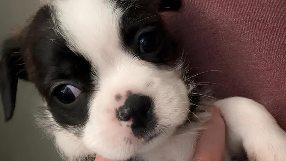 Watch This Adorable Tiny Puppy’s Post-Nap Stretch That’s Captivating Everyone! Watch This Adorable Tiny Puppy’s Post-Nap Stretch That’s Captivating Everyone!