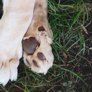 Meet the Adorably Unique White Puppy That Looks Like He’s from Another Planet! Meet the Adorably Unique White Puppy That Looks Like He’s from Another Planet!