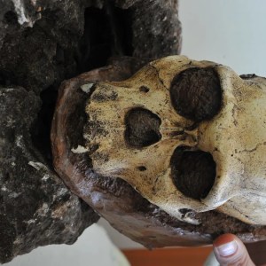 Discover the Secrets of Our Humanity: The Fascinating Story of the Half-Ape, Half-Human ‘Bridge’ to Our Origins Discover the Secrets of Our Humanity: The Fascinating Story of the Half-Ape, Half-Human ‘Bridge’ to Our Origins