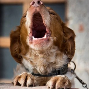 Watch This Hilarious Video of a Dog’s ‘Human-Like’ Yelp as His Cat Sibling Playfully Chases Him Away! Watch This Hilarious Video of a Dog’s ‘Human-Like’ Yelp as His Cat Sibling Playfully Chases Him Away!