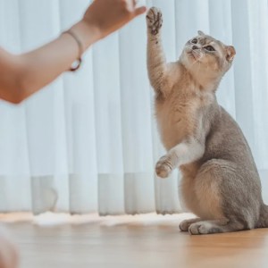 Transform Old Toilet Paper Rolls into Fun Toys: Cat Owner’s Clever Hack That Will Make Your Kitten Purr! Transform Old Toilet Paper Rolls into Fun Toys: Cat Owner’s Clever Hack That Will Make Your Kitten Purr!