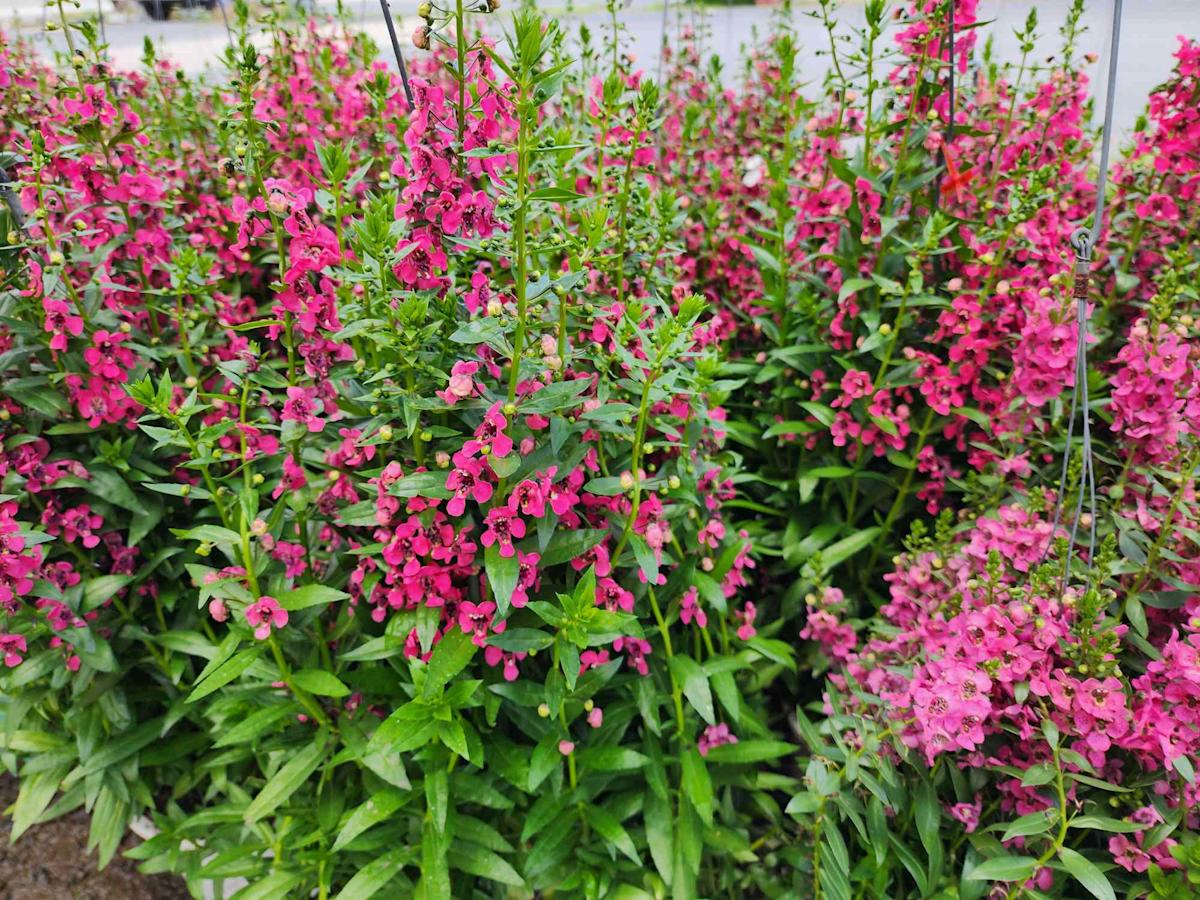 Discover the Ideal Low-Maintenance Plant for Your Busy Lifestyle—Perfect for a Stress-Free Summer! Discover the Ideal Low-Maintenance Plant for Your Busy Lifestyle—Perfect for a Stress-Free Summer!