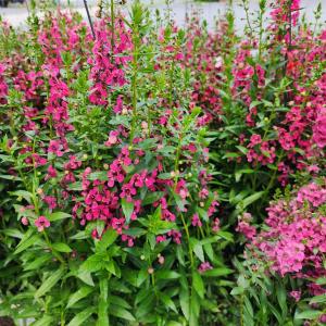 Discover the Ideal Low-Maintenance Plant for Your Busy Lifestyle—Perfect for a Stress-Free Summer! Discover the Ideal Low-Maintenance Plant for Your Busy Lifestyle—Perfect for a Stress-Free Summer!