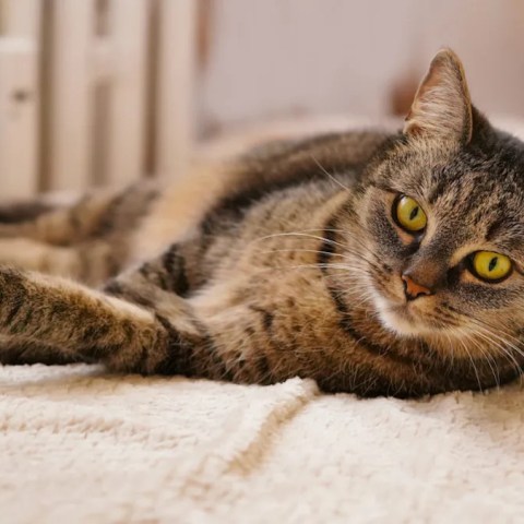 Why Cat Sock Delivery Services Show That Our Furry Friends Are the Cutest Co-Workers Why Cat Sock Delivery Services Show That Our Furry Friends Are the Cutest Co-Workers