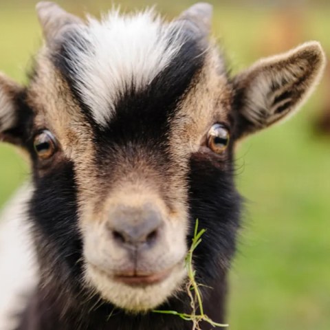 Adorable Baby Goat Enjoys Playtime with Her Chicken Coop Best Friends! Adorable Baby Goat Enjoys Playtime with Her Chicken Coop Best Friends!