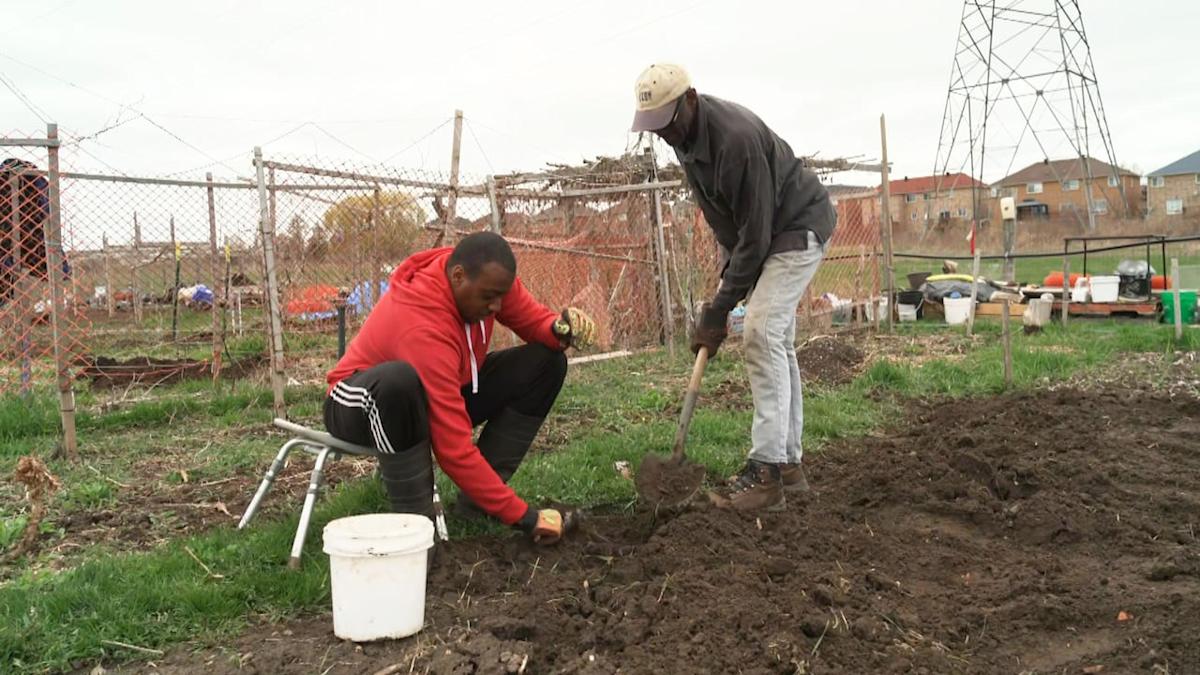 Grow Your Own Food: Scarborough Urban Farm Expands to Empower the Community Grow Your Own Food: Scarborough Urban Farm Expands to Empower the Community