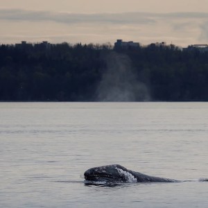 Breaking B.C. Climate News: Grey Whale Deaths Linked to Warming Oceans, Metro Vancouver’s Bold Plans to Combat Climate Risks, and the Rise of Affordable Batteries in Global Power Grids Breaking B.C. Climate News: Grey Whale Deaths Linked to Warming Oceans, Metro Vancouver’s Bold Plans to Combat Climate Risks, and the Rise of Affordable Batteries in Global Power Grids