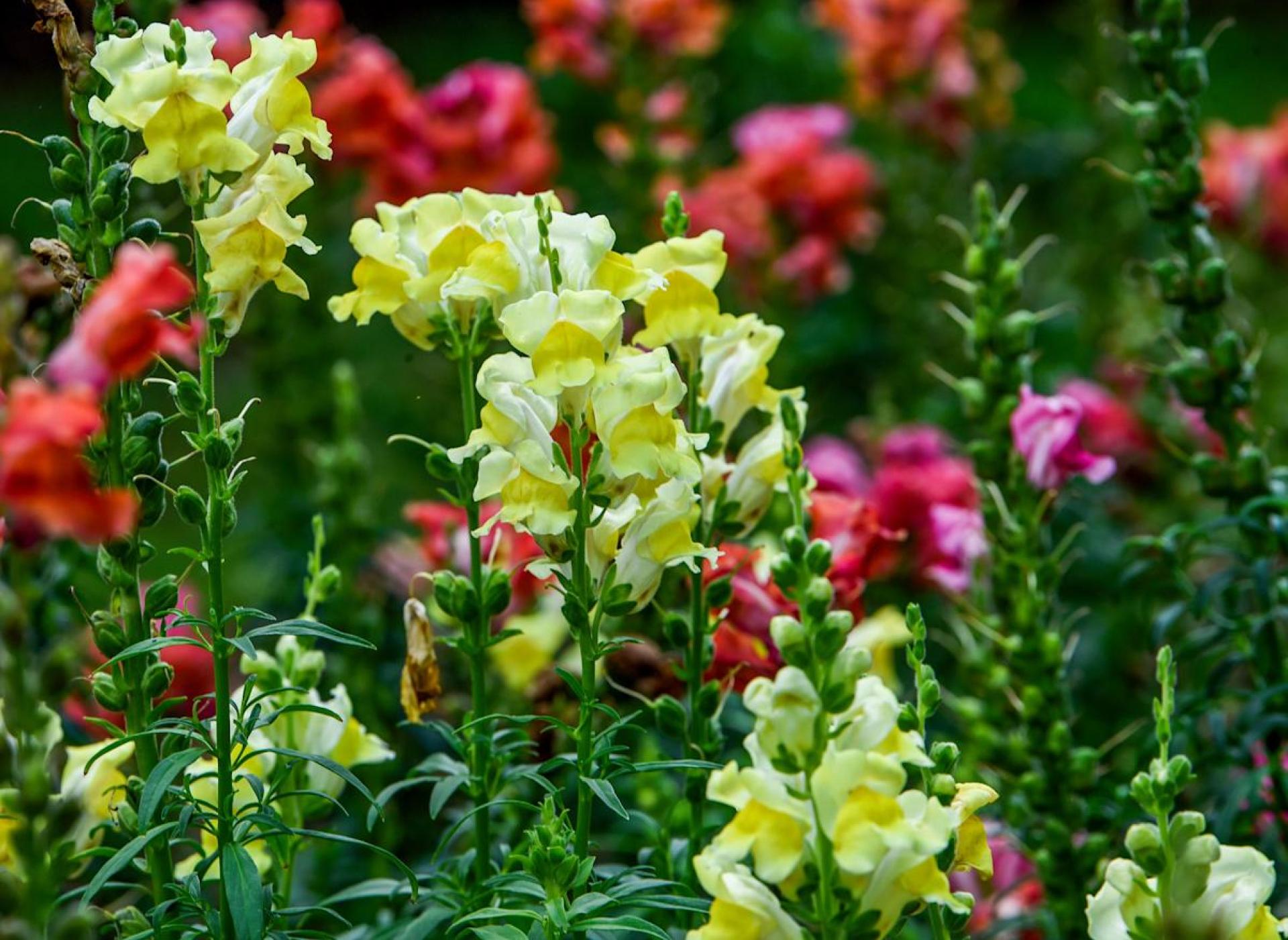 Discover the Blooming Botanical Gardens in Downtown Montgomery: What’s Coming Next? Discover the Blooming Botanical Gardens in Downtown Montgomery: What’s Coming Next?