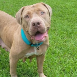 Heartwarming Shelter Dog Becomes Nurturing Mom to Orphaned Puppies: A Tale of Love and Resilience Heartwarming Shelter Dog Becomes Nurturing Mom to Orphaned Puppies: A Tale of Love and Resilience