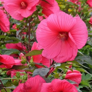 Autumn Hibiscus Care: Essential Tips for Keeping Your Garden Blooms Thriving This Fall Autumn Hibiscus Care: Essential Tips for Keeping Your Garden Blooms Thriving This Fall
