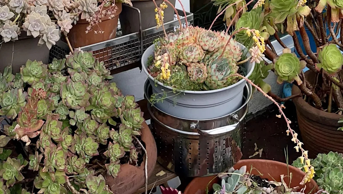 Homeowner in Shock Over Neighbor’s Dramatic Property Change: ‘I Can’t Believe They Were Offended by My Objection!’ Homeowner in Shock Over Neighbor’s Dramatic Property Change: ‘I Can’t Believe They Were Offended by My Objection!’