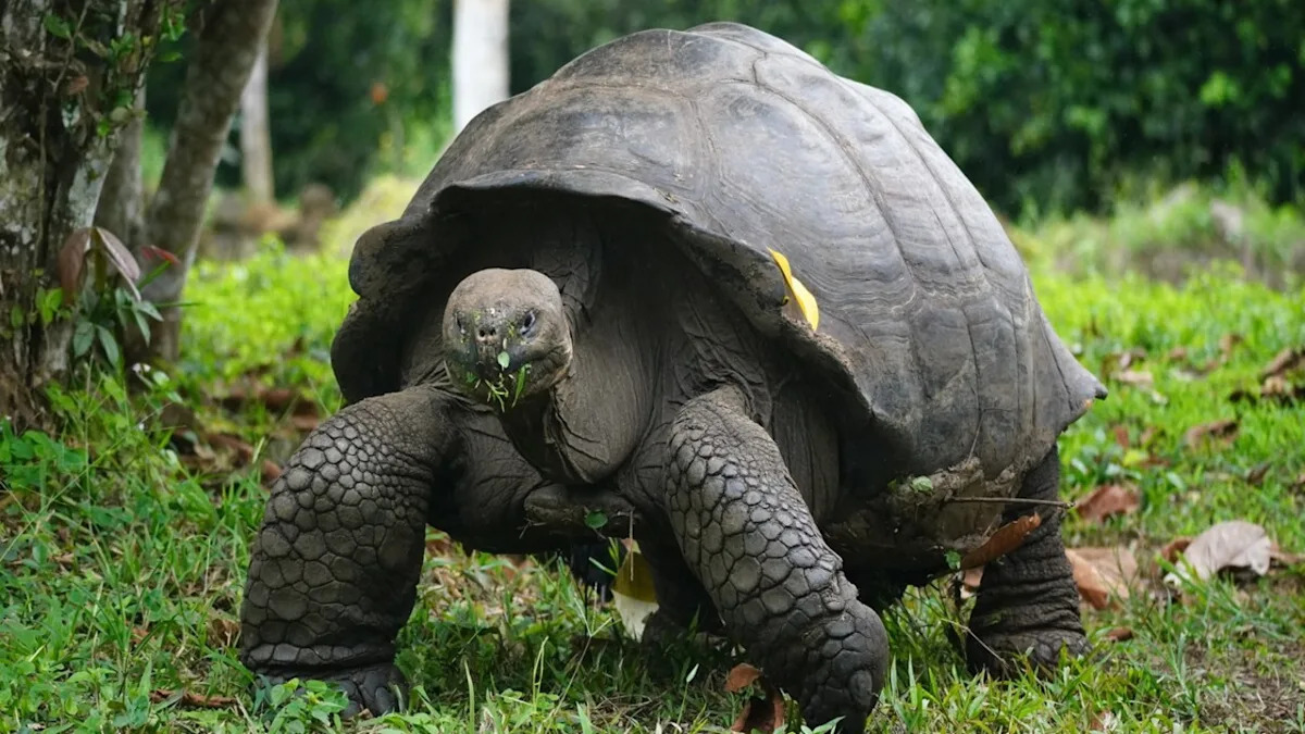 Unmissable Daily Ritual: Watch the Hilarious Adventures of a Dog and Tortoise Duo! Unmissable Daily Ritual: Watch the Hilarious Adventures of a Dog and Tortoise Duo!