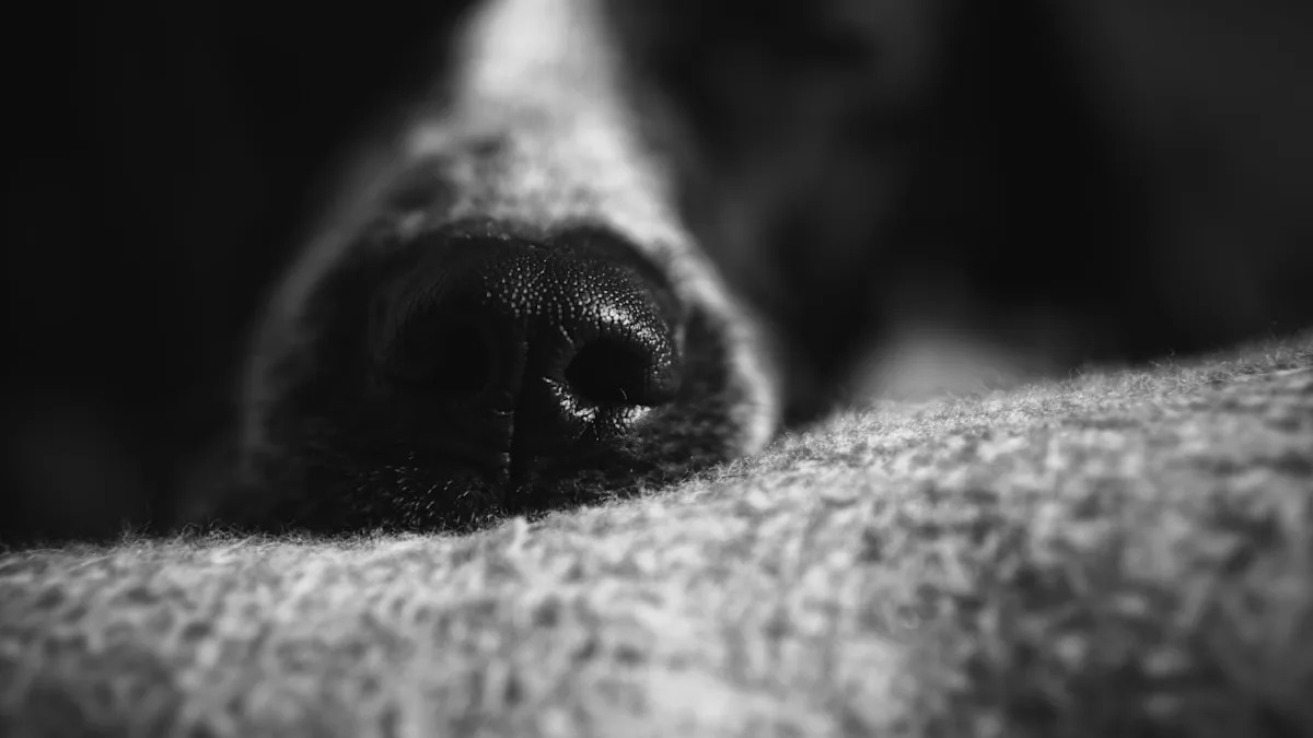 Meet Whimsy: The Heartwarming Foster Dog Discovering the True Meaning of Love – TikTok Sensation! Meet Whimsy: The Heartwarming Foster Dog Discovering the True Meaning of Love – TikTok Sensation!