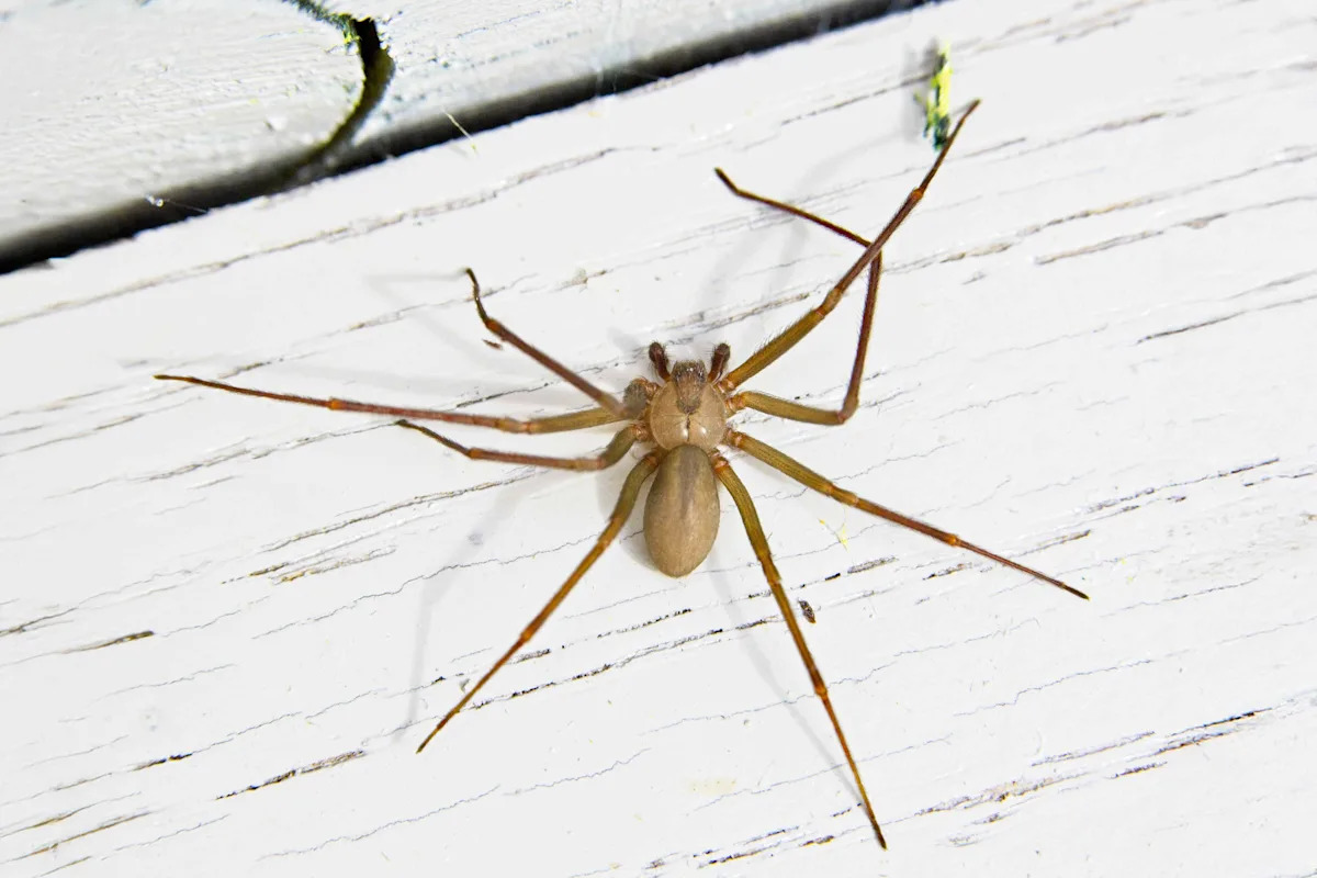 Effective Tips from Pest Experts to Keep Brown Recluse Spiders Out of Your Home Effective Tips from Pest Experts to Keep Brown Recluse Spiders Out of Your Home