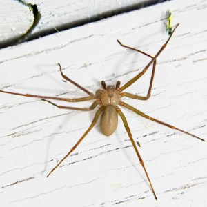 Effective Tips from Pest Experts to Keep Brown Recluse Spiders Out of Your Home Effective Tips from Pest Experts to Keep Brown Recluse Spiders Out of Your Home