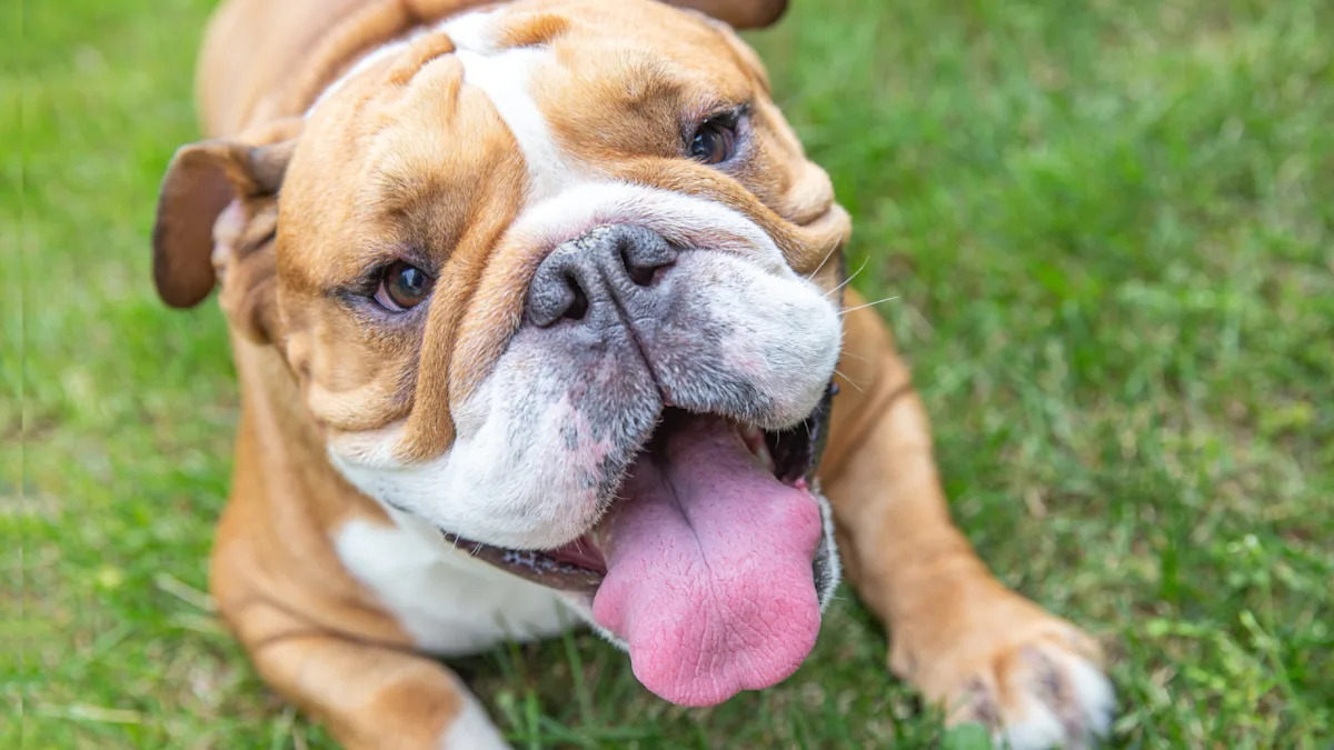 Watch This Bulldog Puppy’s Hilarious ‘Evil Laugh’ After Wreaking Havoc on the Furniture – Totally Relatable! Watch This Bulldog Puppy’s Hilarious ‘Evil Laugh’ After Wreaking Havoc on the Furniture – Totally Relatable!