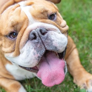 Watch This Bulldog Puppy’s Hilarious ‘Evil Laugh’ After Wreaking Havoc on the Furniture – Totally Relatable! Watch This Bulldog Puppy’s Hilarious ‘Evil Laugh’ After Wreaking Havoc on the Furniture – Totally Relatable!