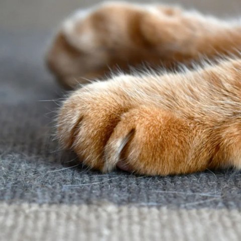 Meet the Adorable Orange Cat Who Looks Like a Toddler’s Masterpiece – You’ll Fall in Love! Meet the Adorable Orange Cat Who Looks Like a Toddler’s Masterpiece – You’ll Fall in Love!