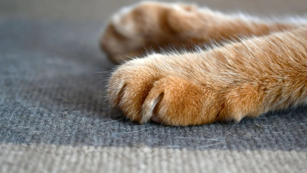 Meet the Adorable Orange Cat Who Looks Like a Toddler’s Masterpiece – You’ll Fall in Love! Meet the Adorable Orange Cat Who Looks Like a Toddler’s Masterpiece – You’ll Fall in Love!